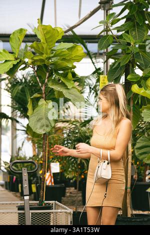 Young Woman Plant Shopping for a Fiddle Leaf Fig Tree Stock Photo