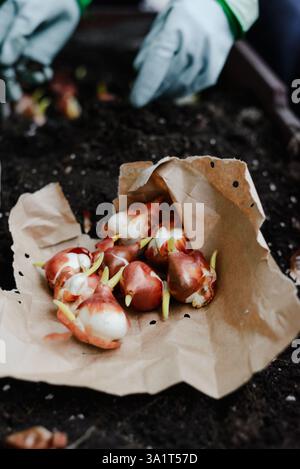 Gardener Planting Fresh Tulip Bulbs in Soil Stock Photo