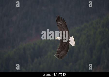 Majestic Bald Eagle Soaring Above a Forest in Flight Stock Photo
