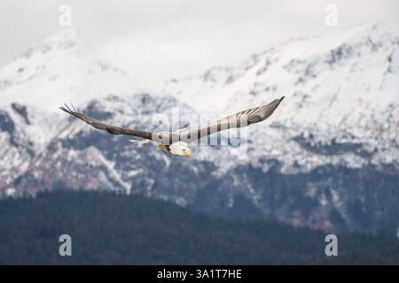 Bald Eagle Flying Over Mountainous Landscape with Snow-Covered P Stock Photo