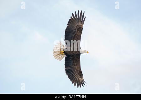Majestic Bald Eagle Soaring Overhead Against a Bright Clear Sky Stock Photo