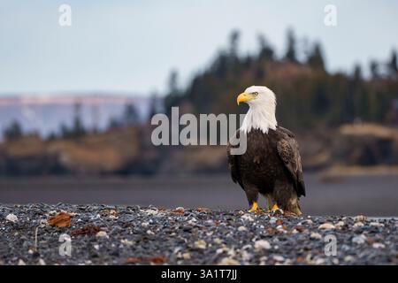 Bald Eagle Standing on Rocky Shoreline in Natural Habitat Stock Photo