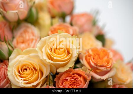 Close-up of peach and yellow roses in bloom with white background Stock Photo