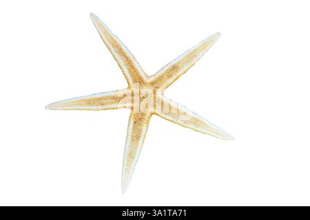 Close up photo of a starfish isolated on white background Stock Photo