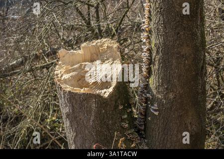 A dead willow tree has fallen over Stock Photo