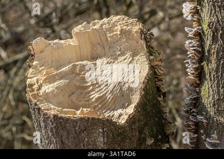 A dead willow tree has fallen over Stock Photo