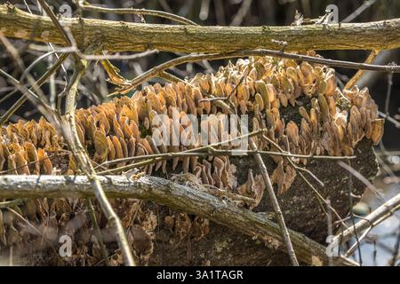 A dead willow tree has fallen over Stock Photo