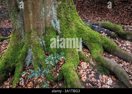 in a forest at the Ruhrhoehenweg in the Ardey mountains near Wetter, moss on the root of an old beech tree, North Rhine-Westphalia, Germany. im Wald a Stock Photo