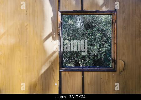 close-up of an old wooden Window frame on dilapidated wall reveals olive trees Stock Photo