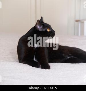 Sleek black cat with striking amber eyes lounges on soft, light-colored bed, gazing attentively to side. Background features neutral-toned interior. Stock Photo