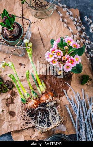 Spring gardening, preparing spring mood table decoration of flowering plants Stock Photo