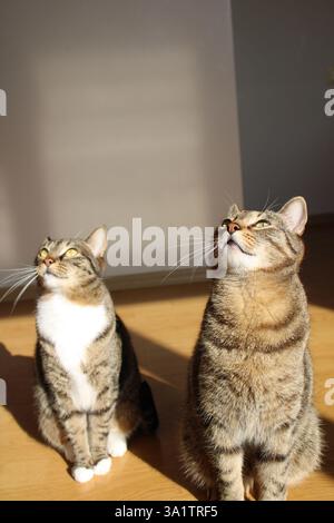 Two tabby cats indoors, one sleeping on floor, sitting, both in warm sunlight, soft shadows on wall, wooden, playful domestic animal pets, closeup cat Stock Photo