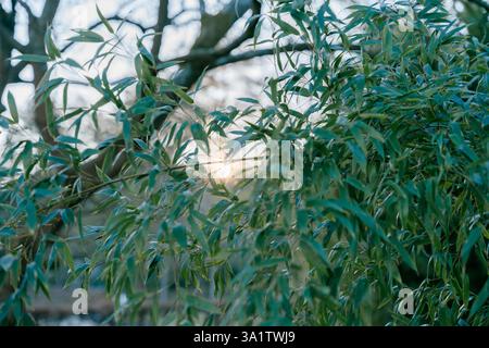 rich green bamboo leaves against the setting sun . High quality photo Stock Photo