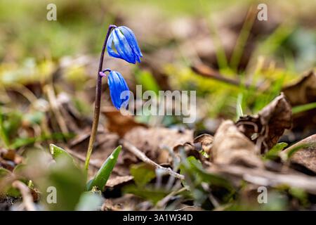 The blue Siberian squill in the springtime Stock Photo