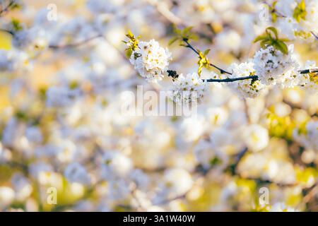 Cherry flowers in bloom in spring, on a sunny day. Stock Photo