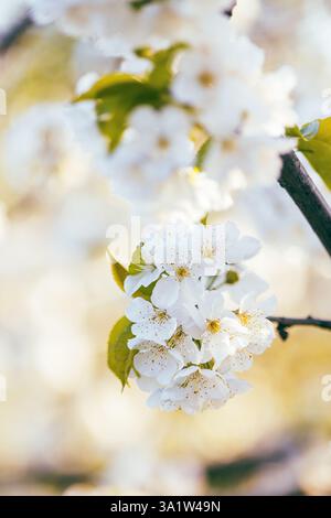 Cherry flowers in bloom in spring, on a sunny day. Stock Photo