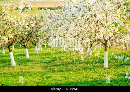 Orchard in spring, with cherry trees in bloom. Stock Photo