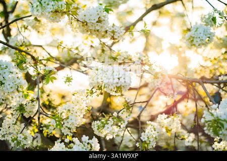 Orchard in spring, with cherry trees in bloom. Stock Photo