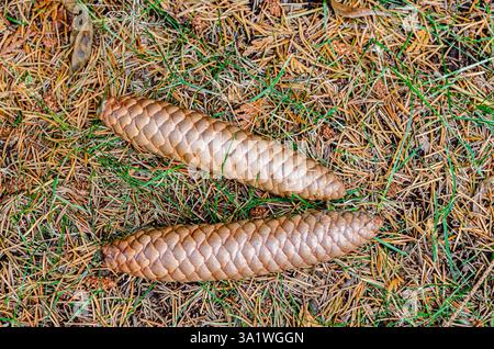 Close-up of two fir cones laying on a bed of falen needles Stock Photo