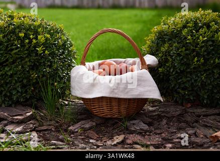 Wicker basket filled with brown dyed Easter eggs on linen cloth, placed on bark mulch between green bushes. Soft daylight. Stock Photo