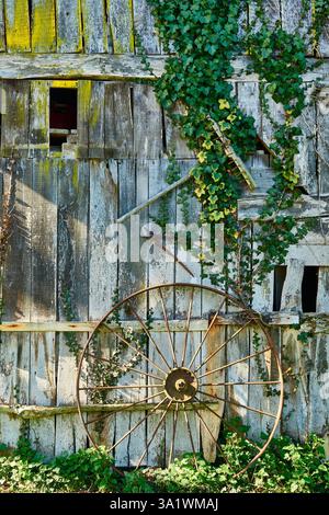 Rustic Barn Wood Wall With Ivy and Weathered Metal Wagon Wheel Stock Photo