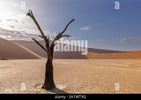 Lone dead camel thorn tree in dry clay of Deadvlei Namibia Stock Photo