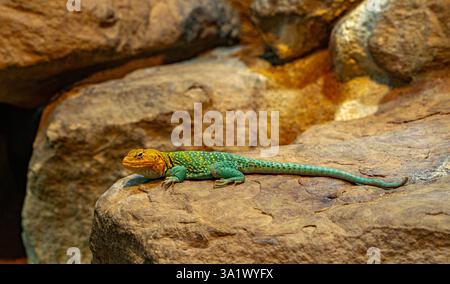 Portrait of Collared iguana (Crotaphytus collaris) basking on rock Stock Photo