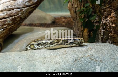 Close up of a burmese python on ground. It is native to a large area of Southeast Asia. Stock Photo