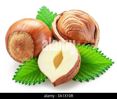Hazelnuts, hazelnut kernel and green leaves on white background. Full depth of field. Clipping path. Stock Photo