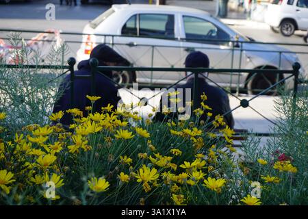 View through flowers of the back of seniors who sit on a wooden bench in front of a busy street and talking to each other - Life of retired men Stock Photo