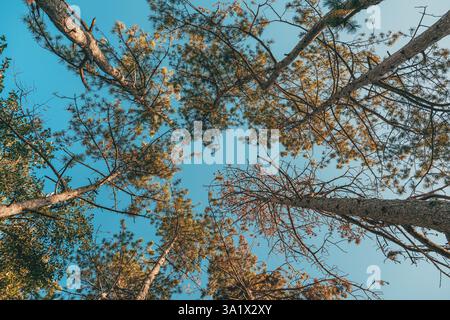 Low angle view of pine tree trunks under open sky, selective focus Stock Photo