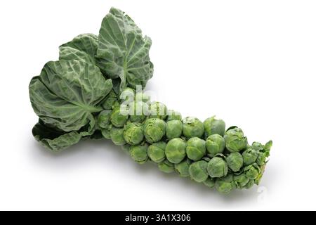 Harvested brussels sprouts on stalk isolated on white background Stock Photo