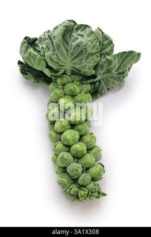 Harvested brussels sprouts on stalk isolated on white background Stock Photo