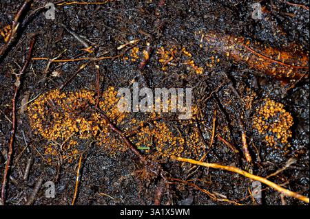 Nodules caused by the bacteria Frankia alni on roots of common alder ...