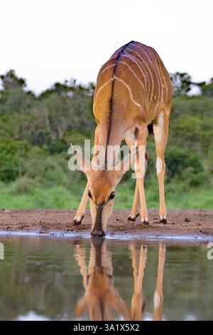 Female nyala antelope (Tragelaphus angasii) from Zimanga Private Reserve, South Africa. Stock Photo