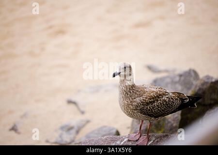 This view from Kołobrzeg’s promenade reveals a young seagull resting on stone breakwaters by the beach. Set in Poland’s West Pomeranian region, the sc Stock Photo