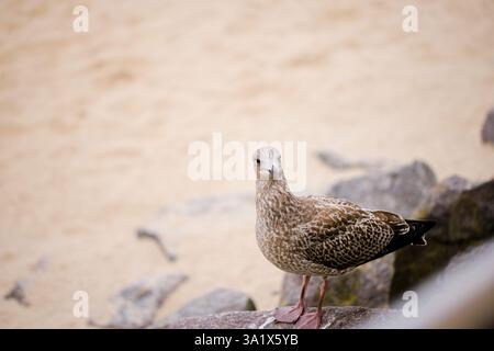 Shot along the Kołobrzeg promenade in West Pomerania, Poland, this photo features a young seagull perched on stone breakwaters on the beach, perfectly Stock Photo