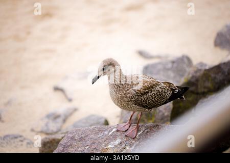 Captured on the Kołobrzeg promenade in Poland’s West Pomeranian Voivodeship, this photo shows a young seagull perched on stone breakwaters along the b Stock Photo