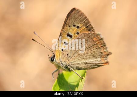 Closeup of a small or common Copper, lycaena phlaeas, butterfly resting on vegetation Stock Photo