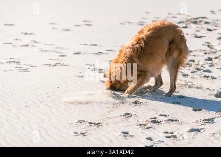 Belgian tervuren, shepherd puppy enthusiastically digging in the sand on a sunlit beach, trying to find a ball Stock Photo