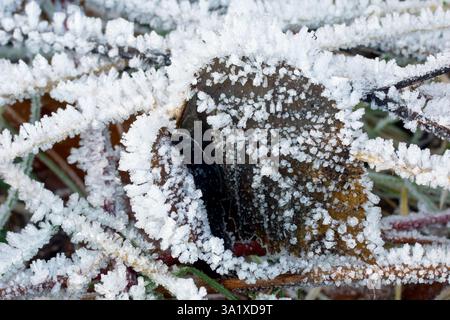 Close up showing frost crystals growing on a dead blackberry leaf in the undergrowth, built up after several cold winter nights. Stock Photo