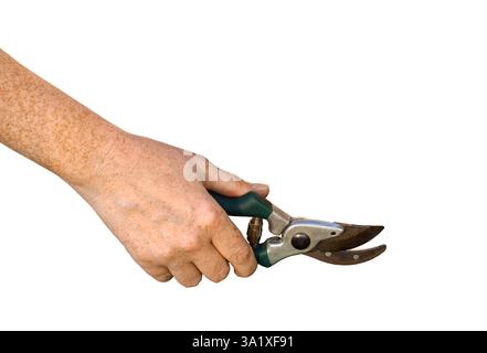 Person's hand holding garden pruners isolated cutout on white background Stock Photo