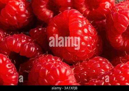 A close-up macro shot of fresh ripe raspberries, showcasing their rich red colour and intricate texture. Stock Photo