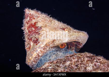 The green top shell, Tectus pyramis, is a large mollusk that feeds at night when this image was taken, Guam, Micronesia, Mariana Islands, Philippine S Stock Photo