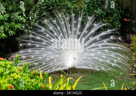 A white peacock shows off and displays his feathers in full. High quality photo Stock Photo