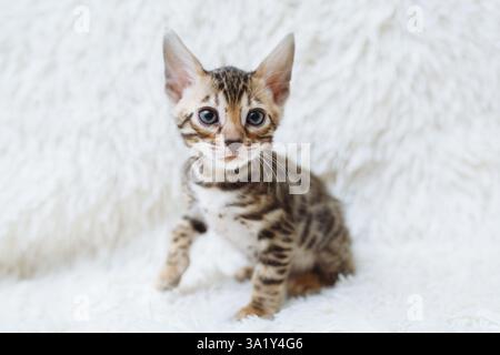 A tiny brown and black striped kitten sits on a soft, fluffy white surface, gazing curiously at the surroundings, with big, expressive eyes. Its playf Stock Photo