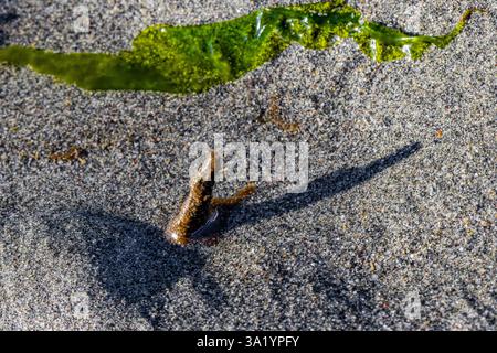 Red-banded Bamboo Worm, Axiothella rubrocincta, tubes on exposed tidal flats at Fox Island in Puget Sound, Washington State, USA Stock Photo