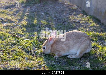 Brown Rabbit Grazing in a Sunny Garden Stock Photo