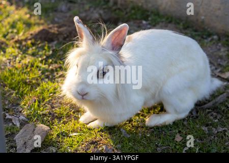 Fluffy White Rabbit Sitting on Grass. Gentle White Rabbit Portrait Stock Photo
