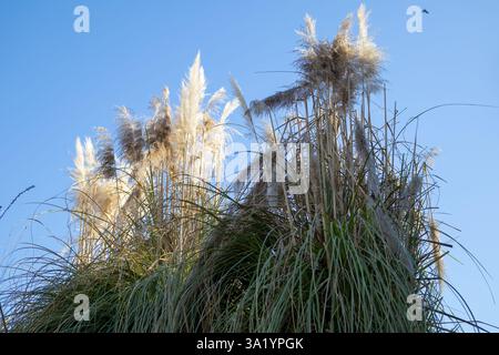 Pampas Grass Against Blue Sky Stock Photo